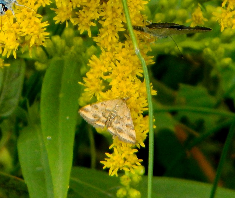 Pyrausta?